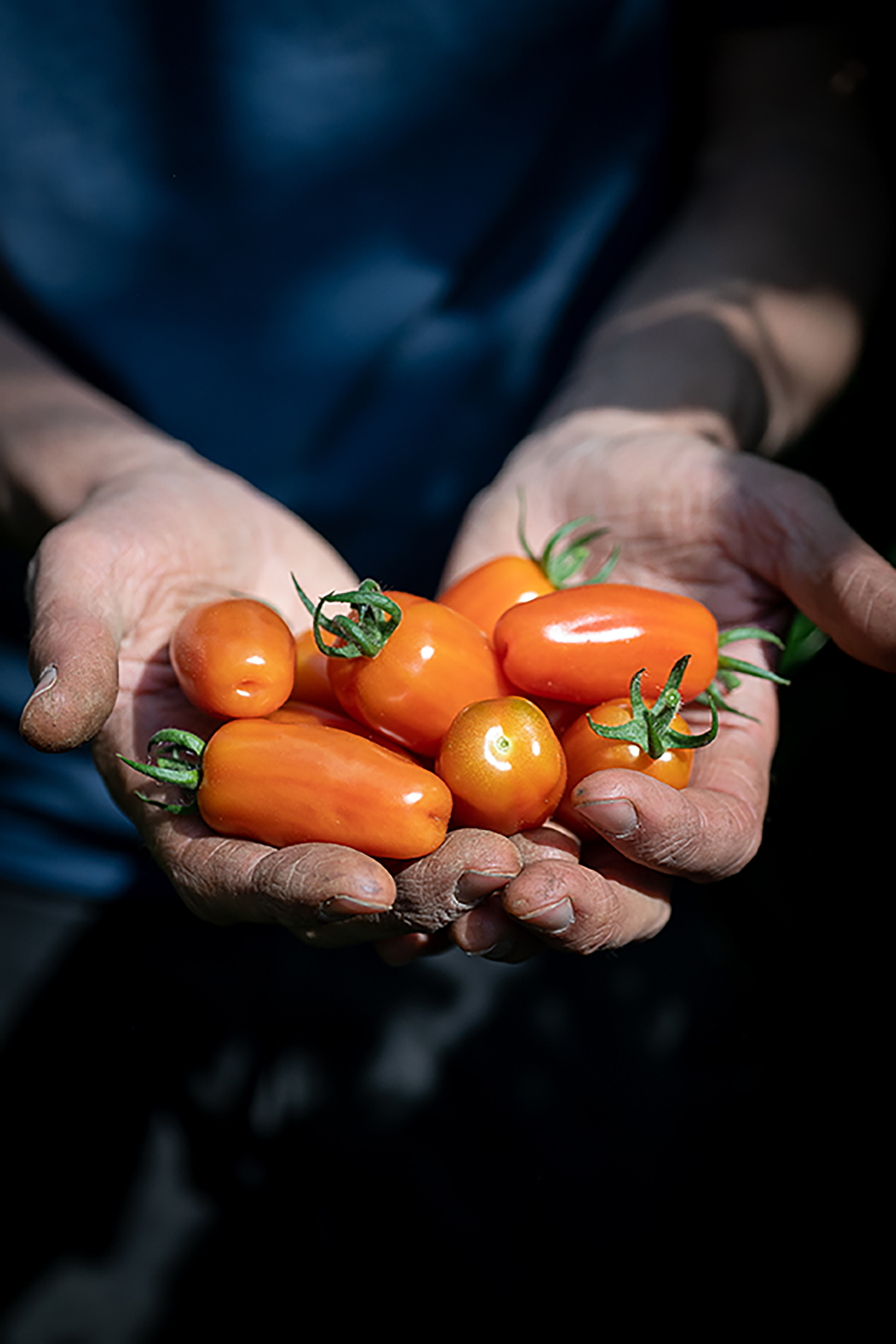 Tomaten